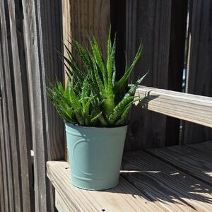 Modern Metal Enamel 5" Planter